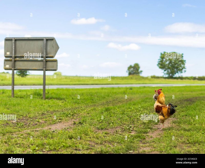 Image: Ontdek het Fijne van Chicken Road in het Populaire Casino Online in Nederland